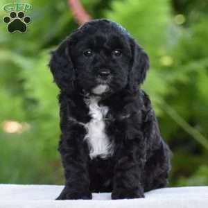 Tuxedo, Cavapoo Puppy