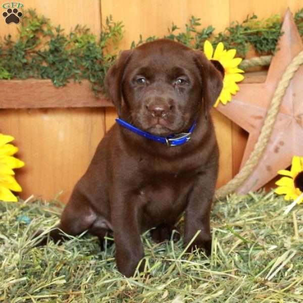 Twila, Chocolate Labrador Retriever Puppy