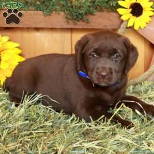 Twila, Chocolate Labrador Retriever Puppy
