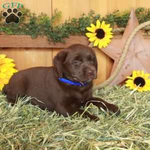 Twila, Chocolate Labrador Retriever Puppy