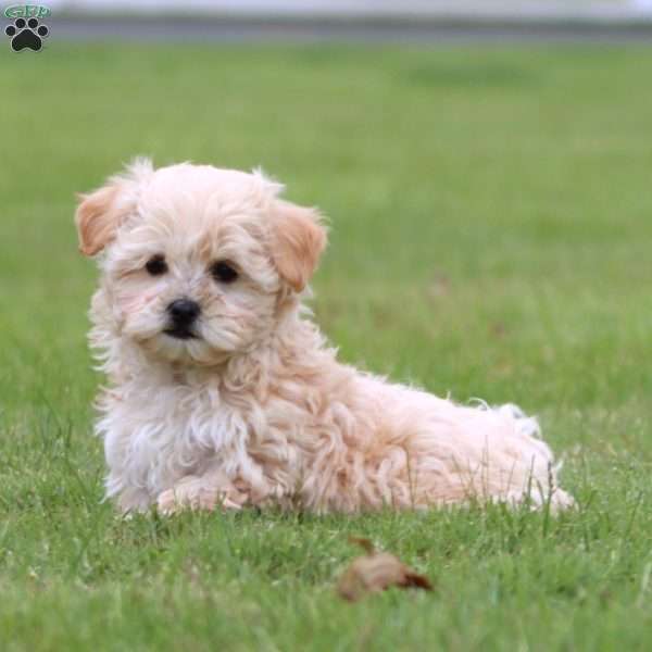 Twilight, Maltipoo Puppy