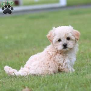 Twilight, Maltipoo Puppy