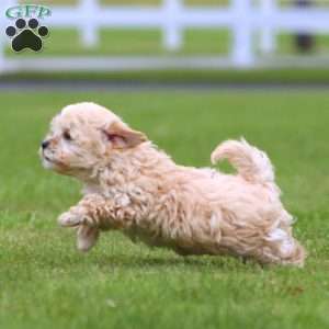 Twilight, Maltipoo Puppy
