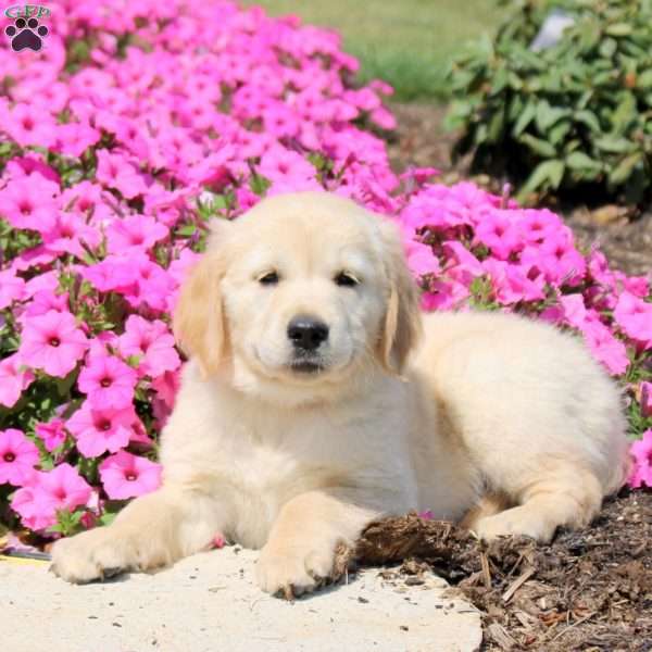 Twinkle, Golden Retriever Puppy