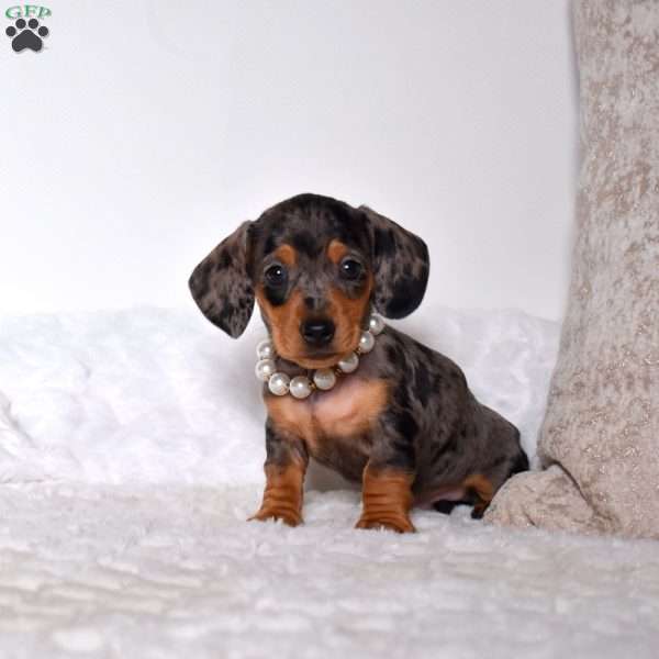 Twinkle, Dachshund Puppy