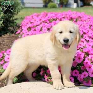 Twinkle, Golden Retriever Puppy