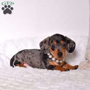 Twinkle, Dachshund Puppy