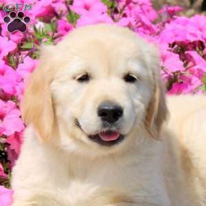 Twinkle, Golden Retriever Puppy