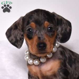 Twinkle, Dachshund Puppy