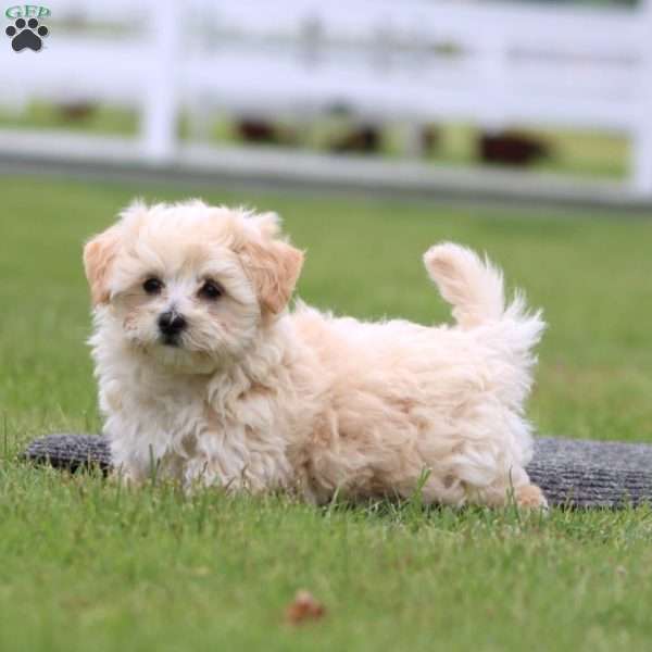Twinkle, Maltipoo Puppy