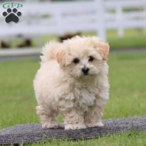 Twinkle, Maltipoo Puppy