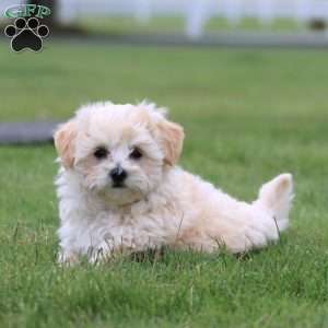 Twinkle, Maltipoo Puppy