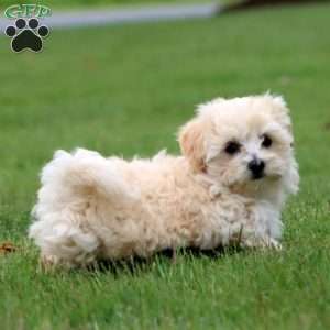 Twinkle, Maltipoo Puppy
