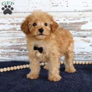 Tyler, Toy Poodle Puppy