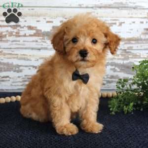 Tyler, Toy Poodle Puppy