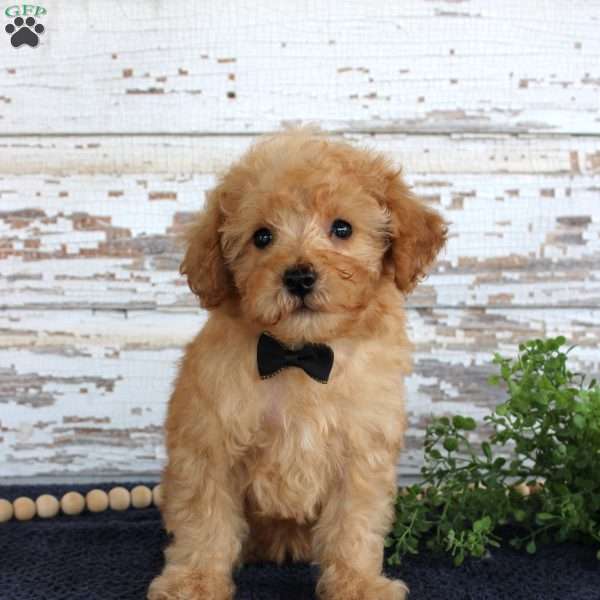 Tyler, Toy Poodle Puppy