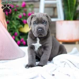 Tyson, Cane Corso Puppy