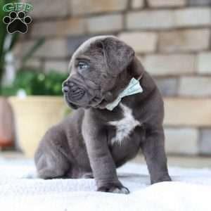 Tyson, Cane Corso Puppy