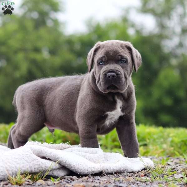 Tyson, Cane Corso Puppy