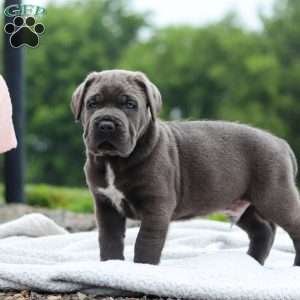 Tyson, Cane Corso Puppy