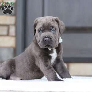 Tyson, Cane Corso Puppy