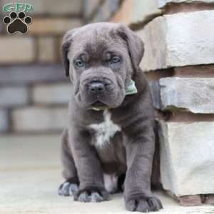 Tyson, Cane Corso Puppy