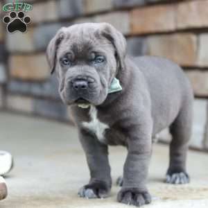 Tyson, Cane Corso Puppy