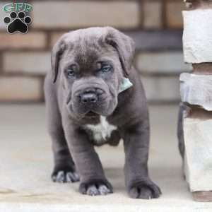 Tyson, Cane Corso Puppy
