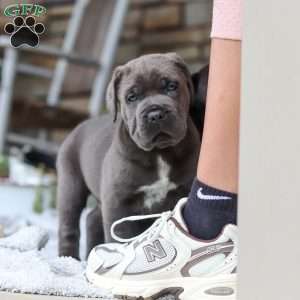 Tyson, Cane Corso Puppy