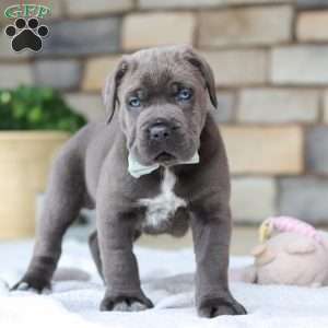 Tyson, Cane Corso Puppy