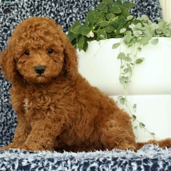Ullyses, Mini Goldendoodle Puppy