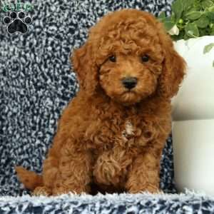 Ullyses, Mini Goldendoodle Puppy