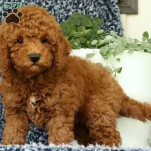 Ullyses, Mini Goldendoodle Puppy