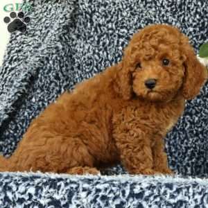 Ullyses, Mini Goldendoodle Puppy