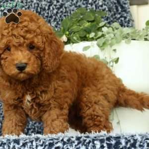 Ullyses, Mini Goldendoodle Puppy