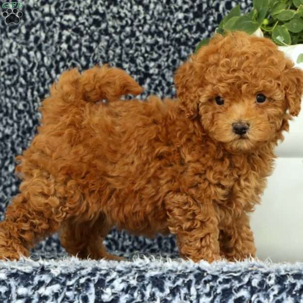 Uma, Mini Goldendoodle Puppy