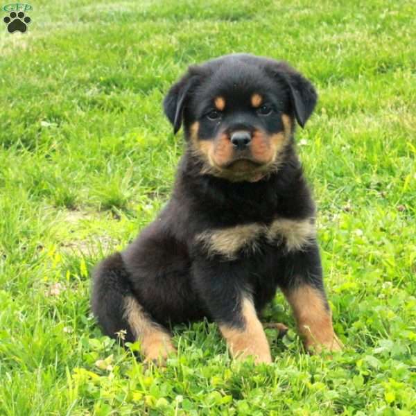 Valerie, Rottweiler Puppy