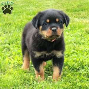 Valerie, Rottweiler Puppy