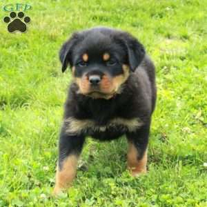 Valerie, Rottweiler Puppy
