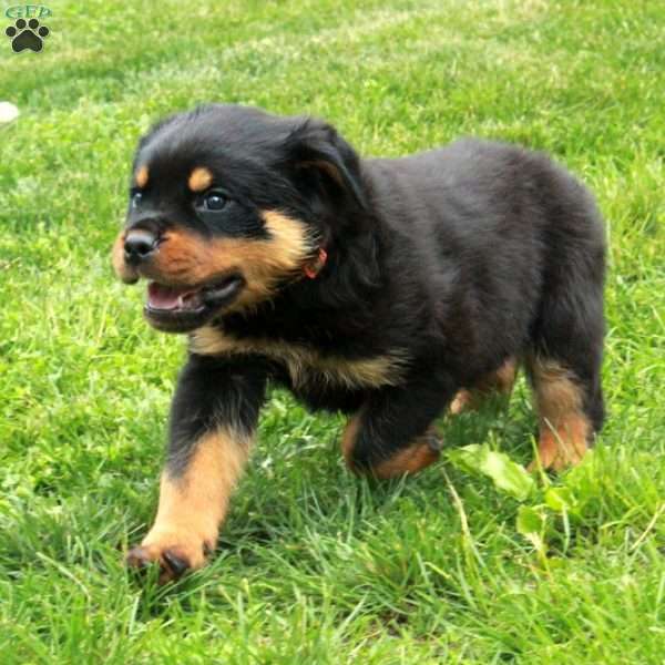 Vaughn, Rottweiler Puppy