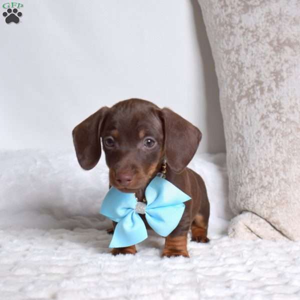 Vincent, Dachshund Puppy