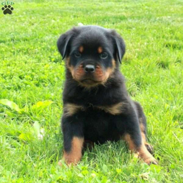 Vinny, Rottweiler Puppy