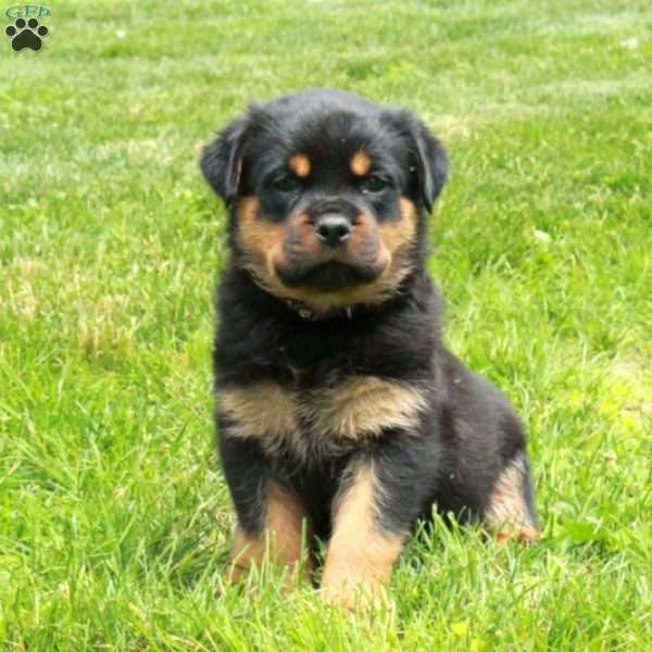 Violet, Rottweiler Puppy