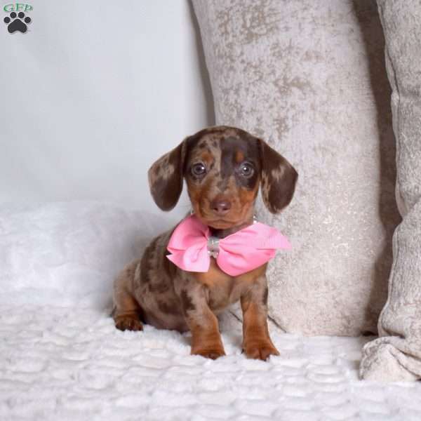 Violet, Dachshund Puppy