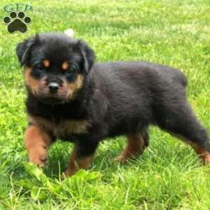 Violet, Rottweiler Puppy