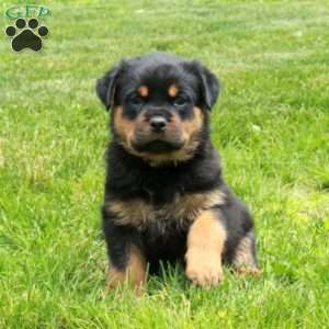 Violet, Rottweiler Puppy