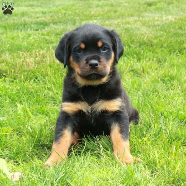 Vivian, Rottweiler Puppy