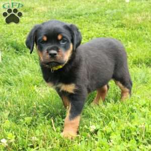 Vivian, Rottweiler Puppy