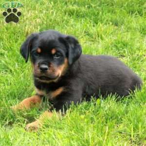 Vivian, Rottweiler Puppy