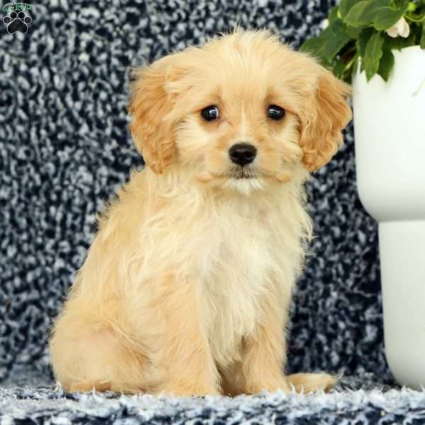 Waffle, Cavapoo Puppy
